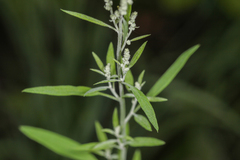 Chenopodium leptophyllum