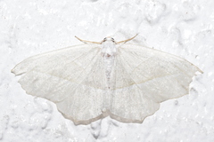 Campaea margaritaria