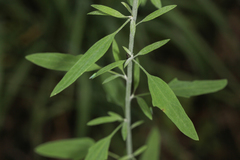 Chenopodium leptophyllum