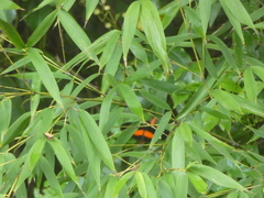 Heliconius clysonymus