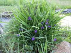 Tradescantia × andersoniana