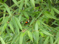 Heliconius clysonymus
