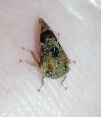 Smilia camelus