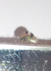 Smilia camelus