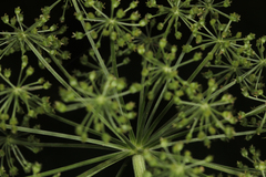 Angelica atropurpurea