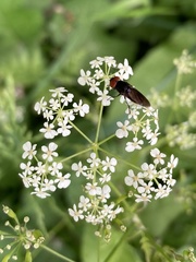 Chrysogaster solstitialis