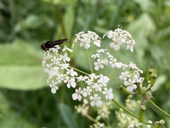 Chrysogaster solstitialis