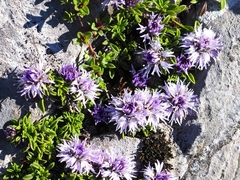 Globularia repens