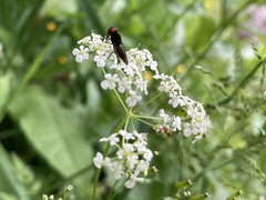 Chrysogaster solstitialis