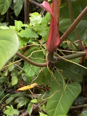 Philodendron erubescens