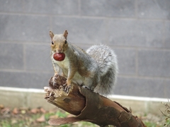 Sciurus carolinensis