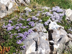 Globularia repens