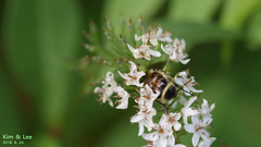Lasiotrichius succinctus