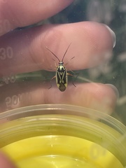 Brachycoleus decolor