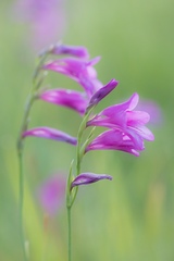 Gladiolus palustris