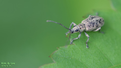 Cyphicerini