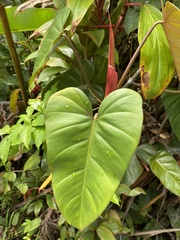 Philodendron erubescens