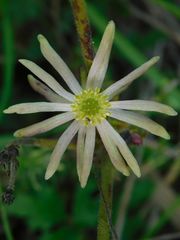 Knowltonia anemonoides