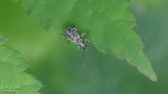 Cyphicerini