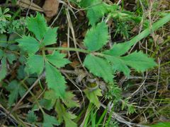 Knowltonia anemonoides