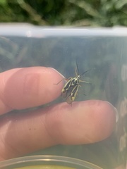 Brachycoleus decolor