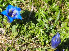 Gentiana acaulis