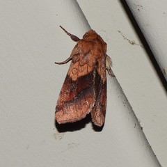Pyrrhia