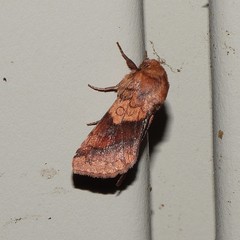 Pyrrhia