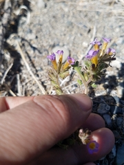 Phacelia bicolor