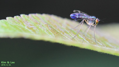 Condylostylus nebulosus