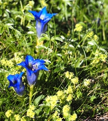 Gentiana acaulis