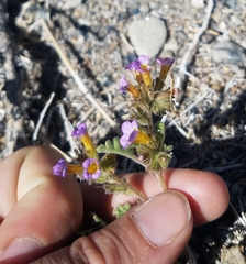Phacelia bicolor