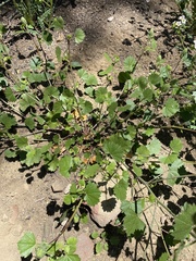 Sidalcea hickmanii parishii