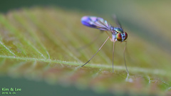 Condylostylus nebulosus