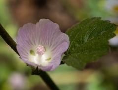 Sidalcea hickmanii parishii
