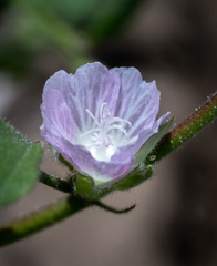 Sidalcea hickmanii parishii