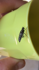 Thereva albovittata