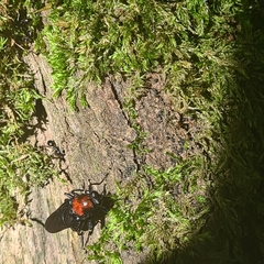 Clitellaria ephippium