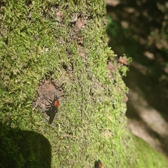 Clitellaria ephippium