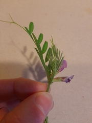 Vicia sativa