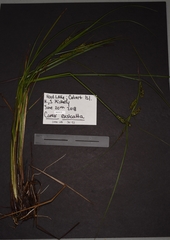 Carex exsiccata