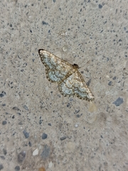 Heliomata glarearia