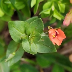 Lysimachia arvensis