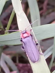 Cantharis fusca