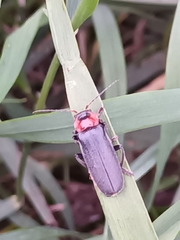 Cantharis fusca