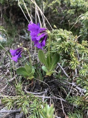 Primula latifolia