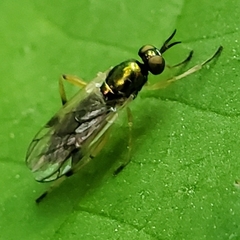 Actina viridis