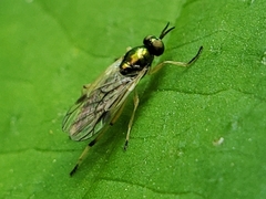 Actina viridis