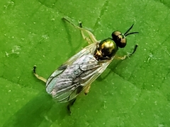 Actina viridis