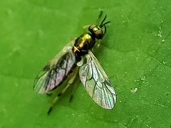 Actina viridis